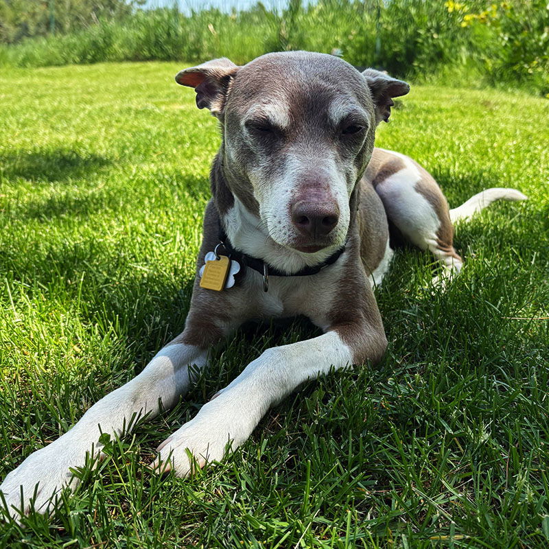 Taffy (ID), an adoptable Rat Terrier in Naples, ID, 83847 | Photo Image 1