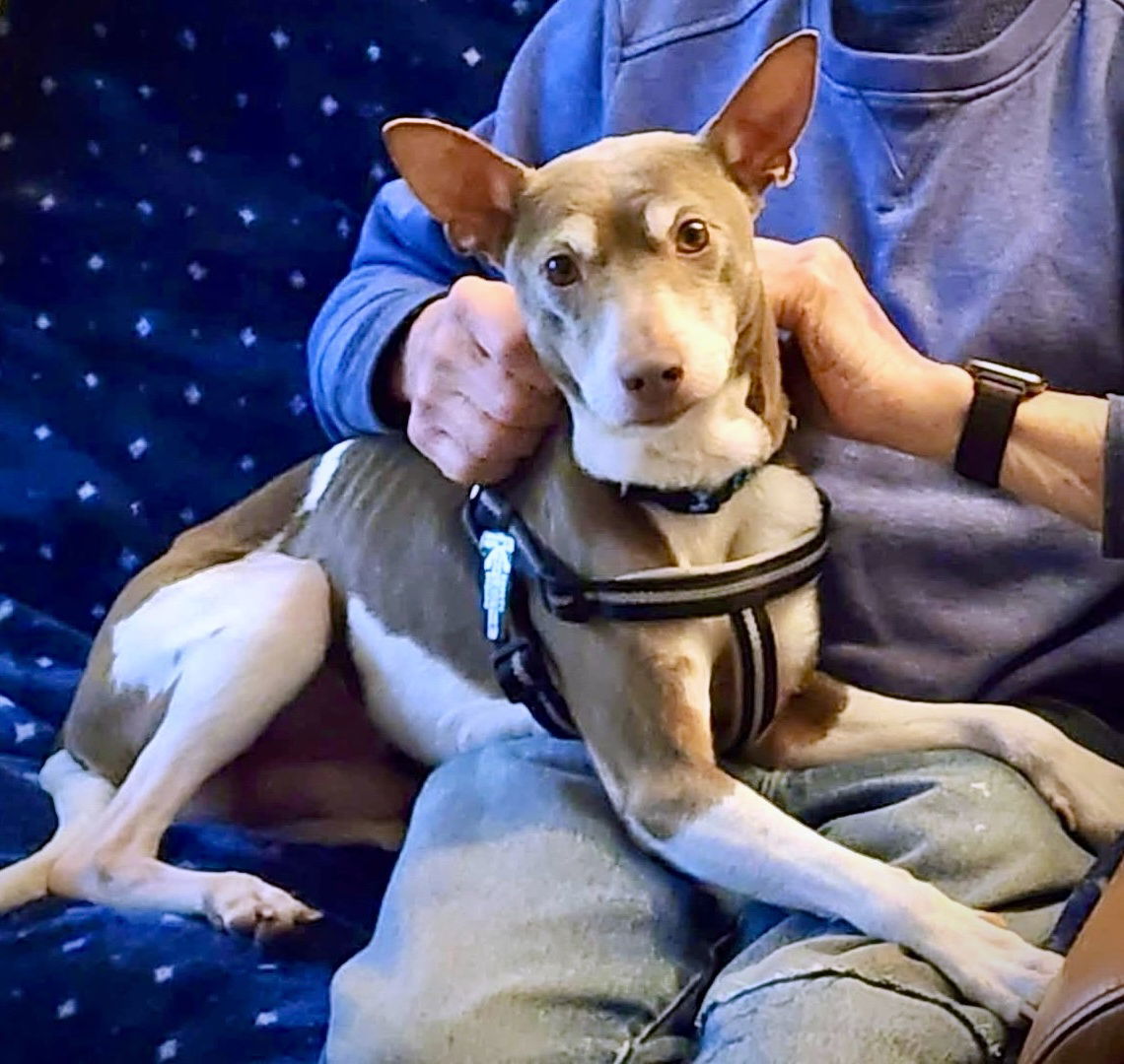 Taffy (ID), an adoptable Rat Terrier in Naples, ID, 83847 | Photo Image 2