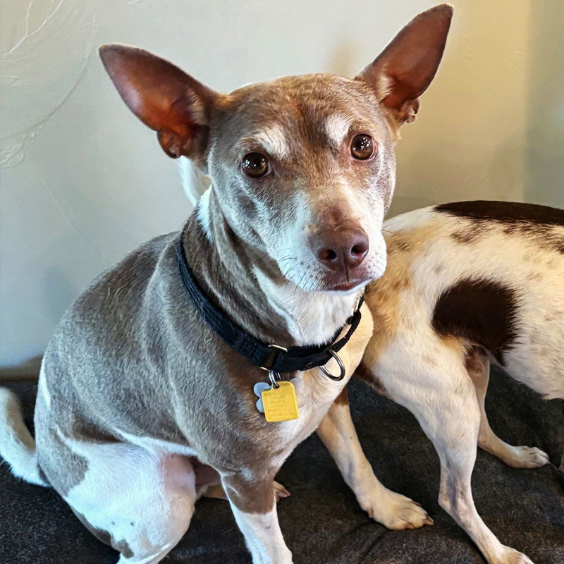 Taffy (ID), an adoptable Rat Terrier in Naples, ID, 83847 | Photo Image 2