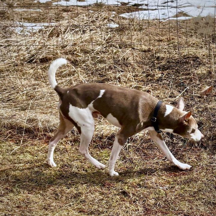 Taffy (ID) 3