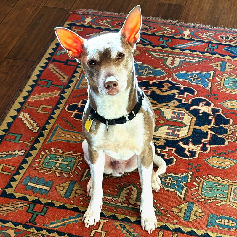 Taffy (ID), an adoptable Rat Terrier in Naples, ID, 83847 | Photo Image 3
