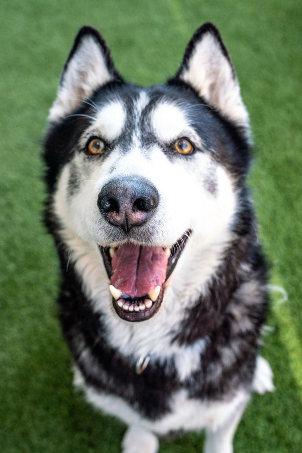 Duke