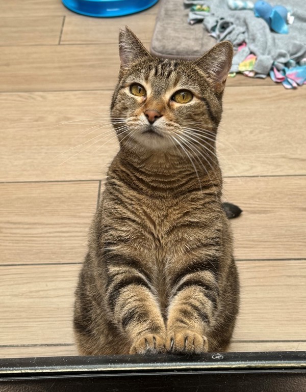 Frosted Bran, an adoptable Domestic Short Hair in San Luis Obispo, CA, 93405 | Photo Image 1