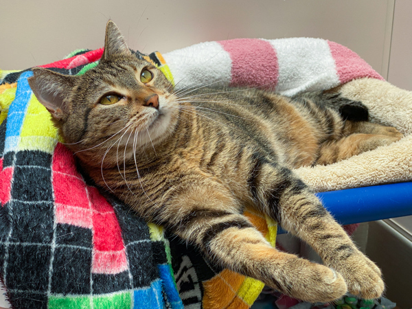 Frosted Bran, an adoptable Domestic Short Hair in San Luis Obispo, CA, 93405 | Photo Image 2