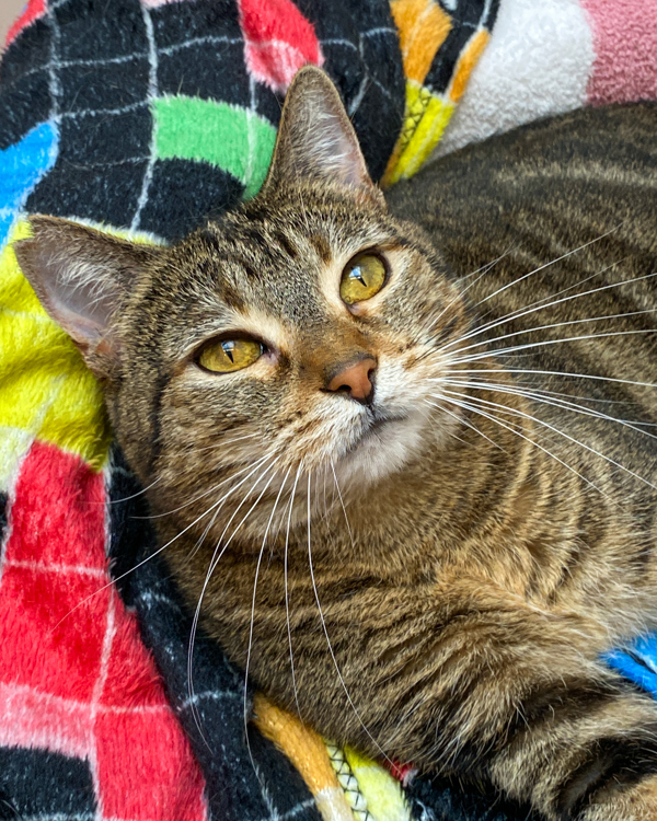 Frosted Bran, an adoptable Domestic Short Hair in San Luis Obispo, CA, 93405 | Photo Image 3