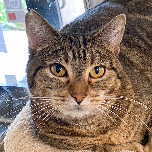 Frosted Bran, an adoptable Domestic Short Hair in San Luis Obispo, CA, 93405 | Photo Image 4