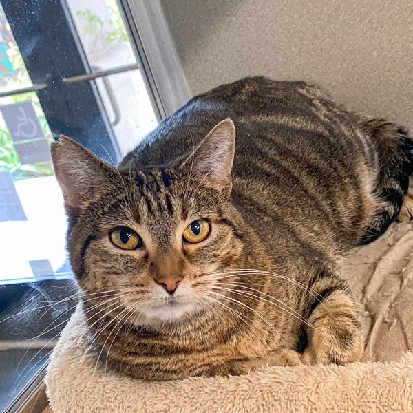 Frosted Bran, an adoptable Domestic Short Hair in San Luis Obispo, CA, 93405 | Photo Image 5