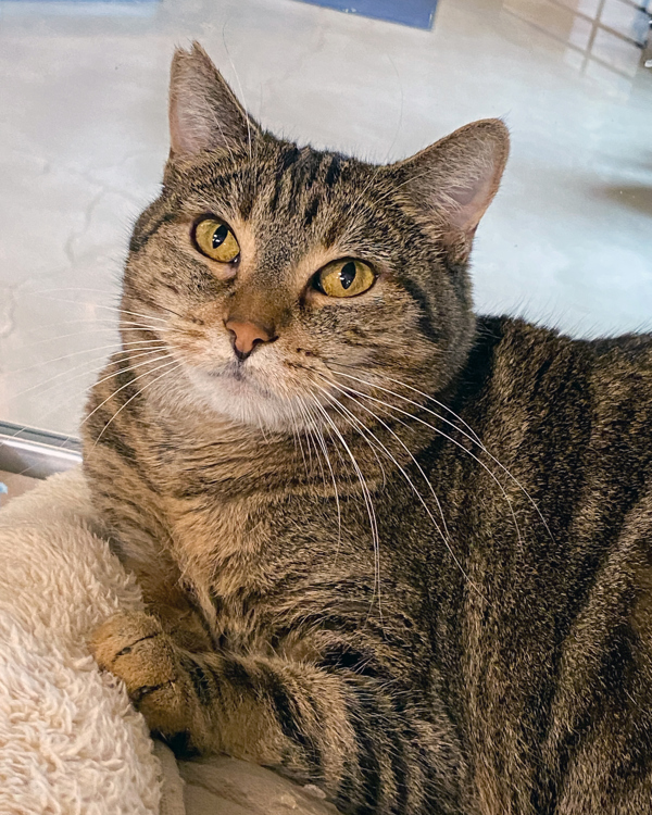 Frosted Bran, an adoptable Domestic Short Hair in San Luis Obispo, CA, 93405 | Photo Image 6