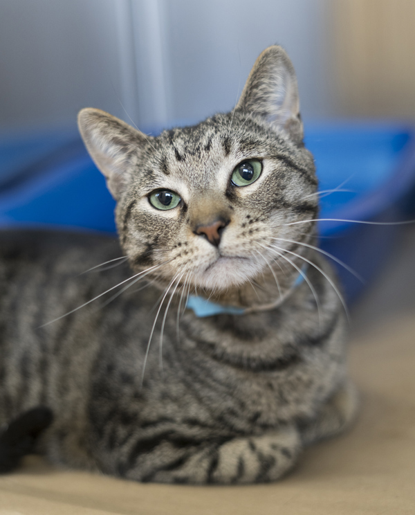 Rory, an adoptable Domestic Short Hair in Kennewick, WA, 99336 | Photo Image 1