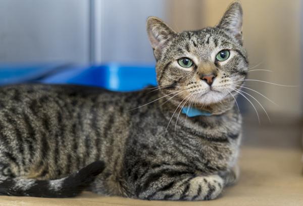 Rory, an adoptable Domestic Short Hair in Kennewick, WA, 99336 | Photo Image 2