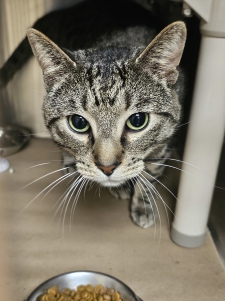 Rory, an adoptable Domestic Short Hair in Kennewick, WA, 99336 | Photo Image 3