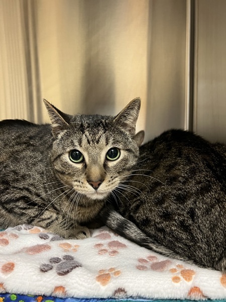 Rory, an adoptable Domestic Short Hair in Kennewick, WA, 99336 | Photo Image 4