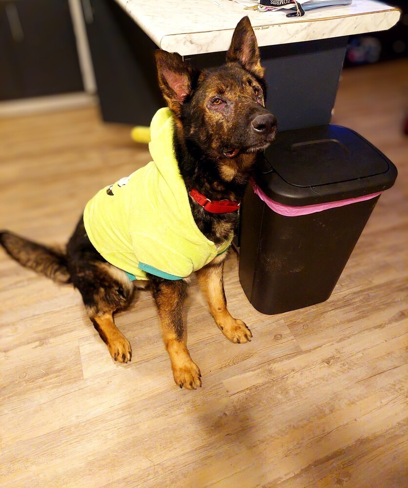 Moose