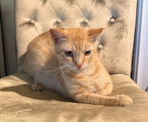 Donald, Adult Male Tabby