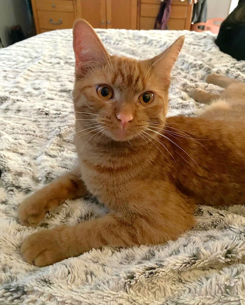 Solei