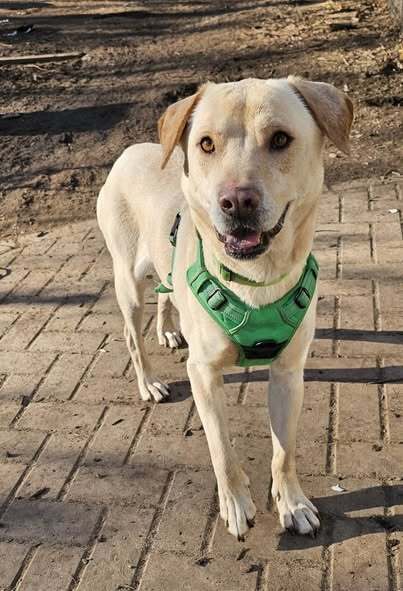 Walker, an adoptable Labrador Retriever in Hastings, MN, 55033 | Photo Image 1