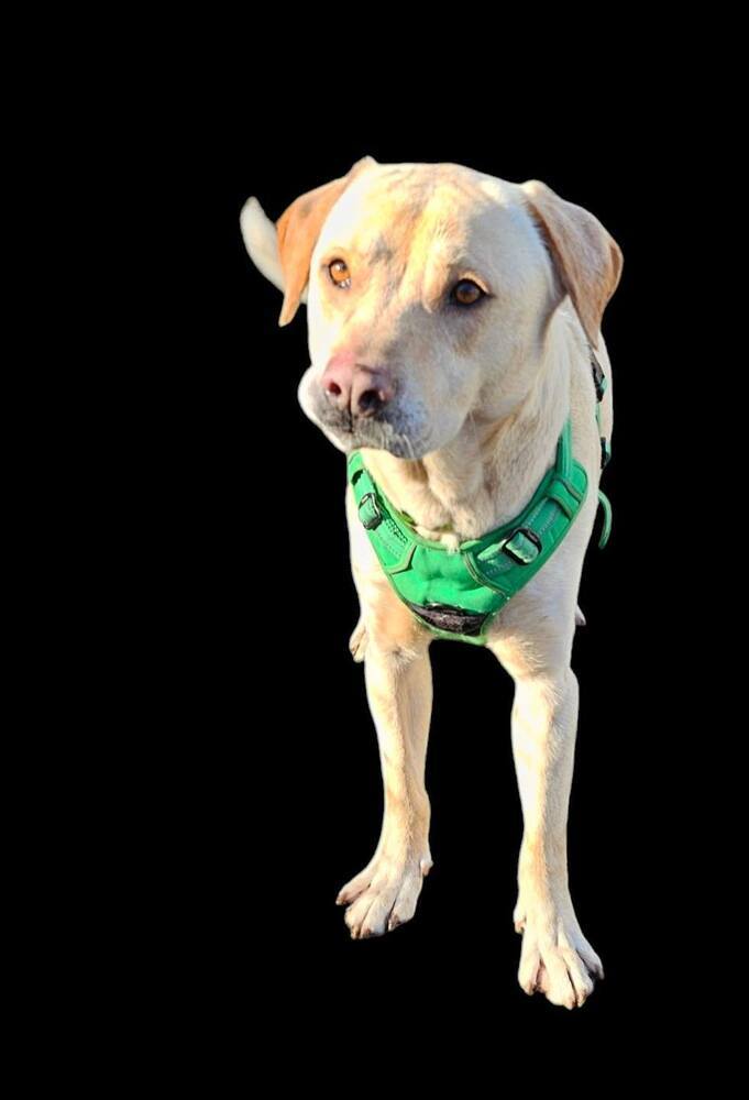 Walker, an adoptable Labrador Retriever in Hastings, MN, 55033 | Photo Image 2