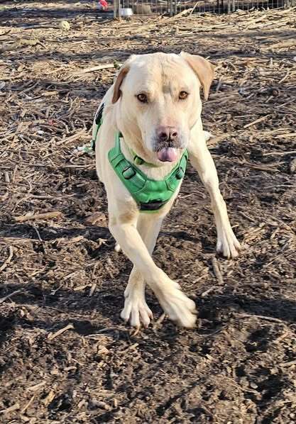 Walker, an adoptable Labrador Retriever in Hastings, MN, 55033 | Photo Image 3