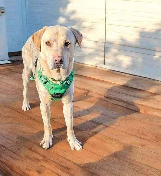 Walker, an adoptable Labrador Retriever in Hastings, MN, 55033 | Photo Image 5
