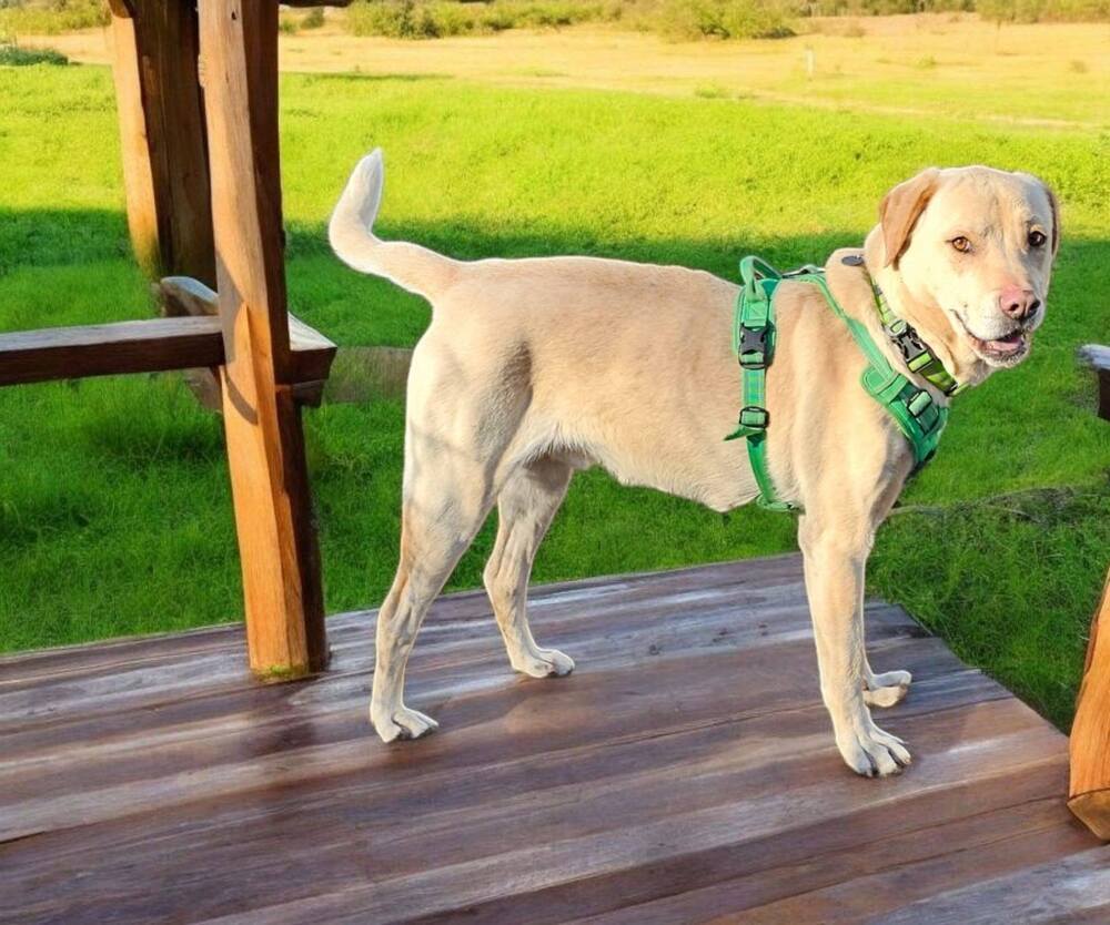 Walker, an adoptable Labrador Retriever in Hastings, MN, 55033 | Photo Image 6