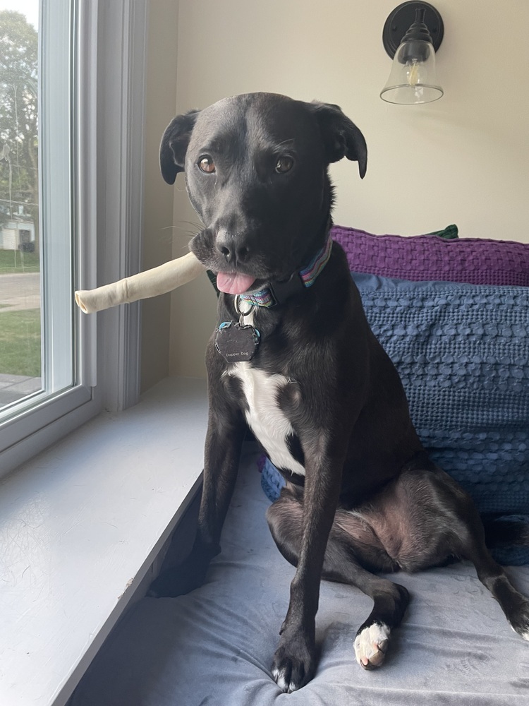 Stella
