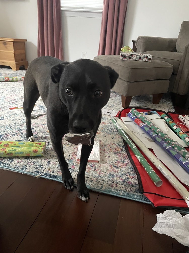 Stella