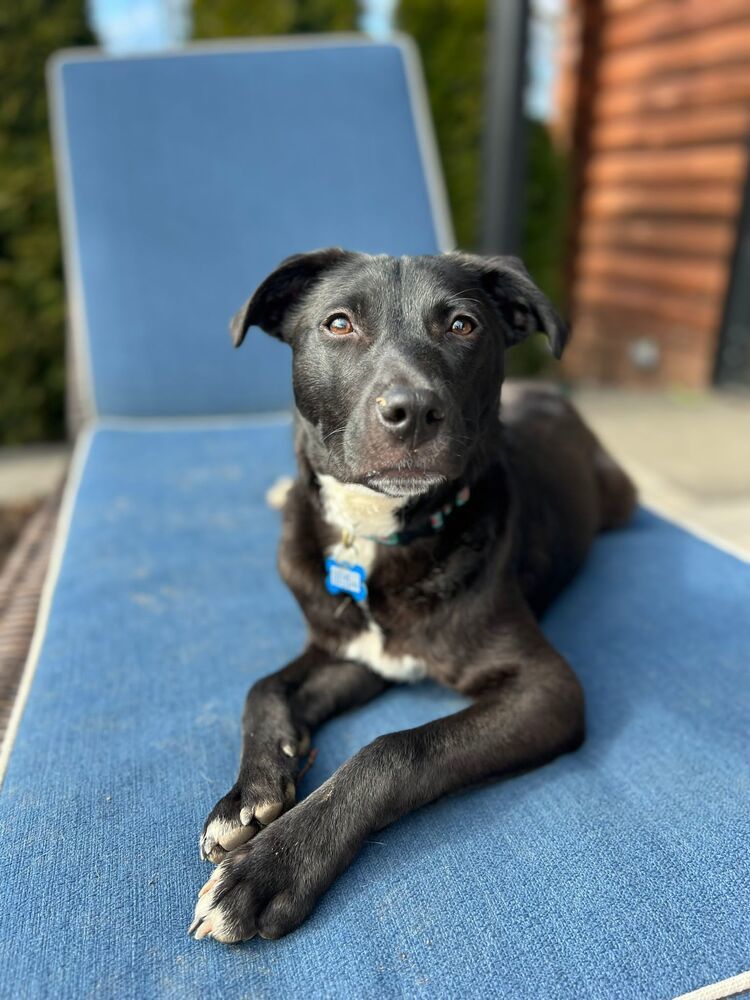 Stella