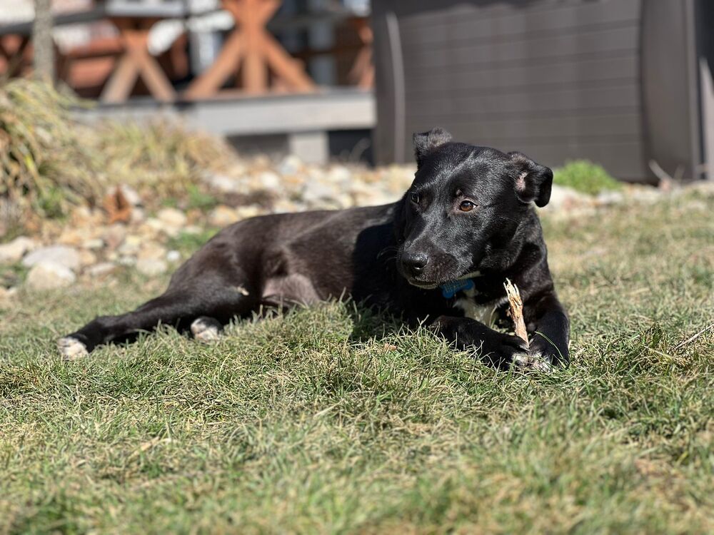 Stella