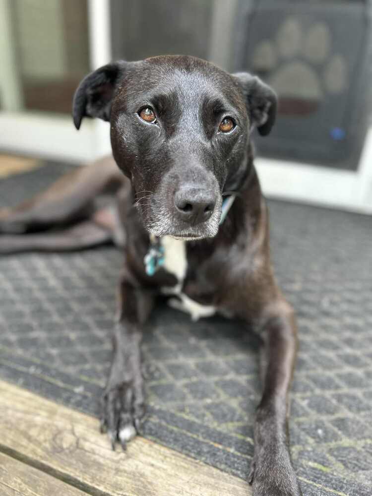 Stella