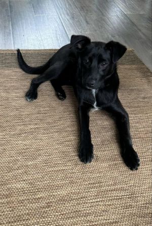 Marion Js : Jerome, Baby Male Jack Russell Terrier