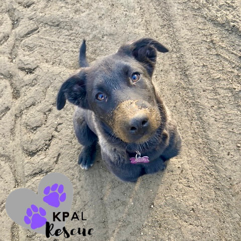 Sax - Woodwinds Litter, an adoptable Husky, Shepherd in Kenai, AK, 99611 | Photo Image 1