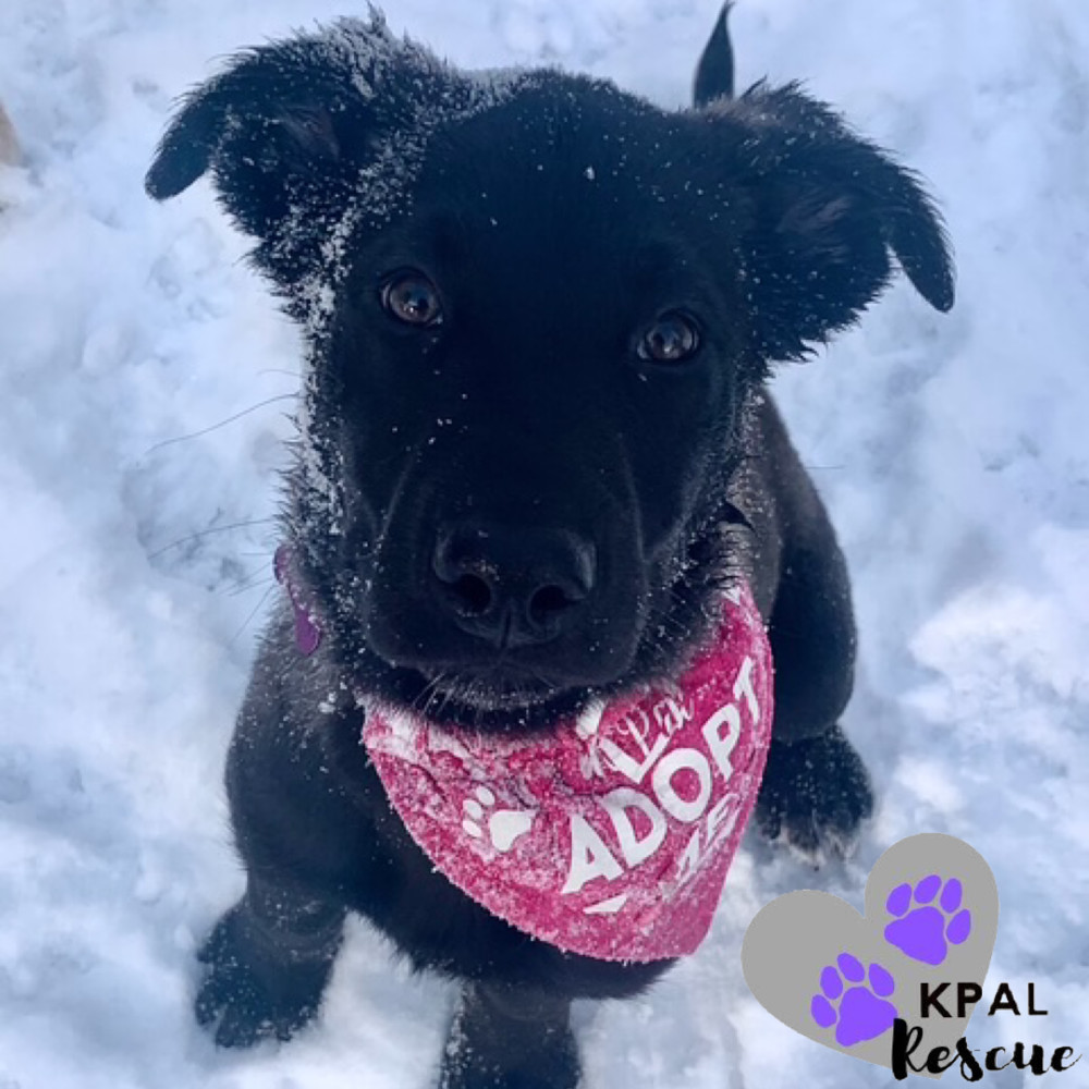 Sax - Woodwinds Litter, an adoptable Husky, Shepherd in Kenai, AK, 99611 | Photo Image 2
