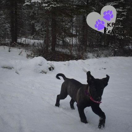 Sax - Woodwinds Litter, an adoptable Husky, Shepherd in Kenai, AK, 99611 | Photo Image 3