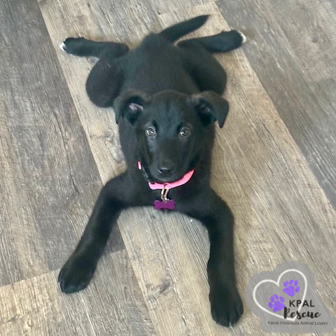 Sax - Woodwinds Litter, an adoptable Husky, Shepherd in Kenai, AK, 99611 | Photo Image 4