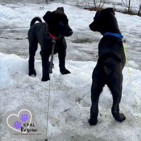 Sax - Woodwinds Litter, an adoptable Husky, Shepherd in Kenai, AK, 99611 | Photo Image 6