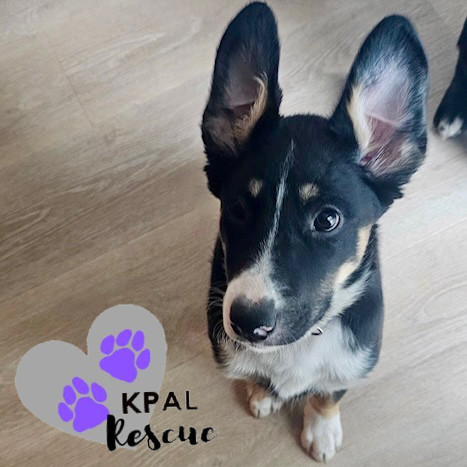 Trumpet - Brass Litter, an adoptable Alaskan Malamute, Labrador Retriever in Kenai, AK, 99611 | Photo Image 1