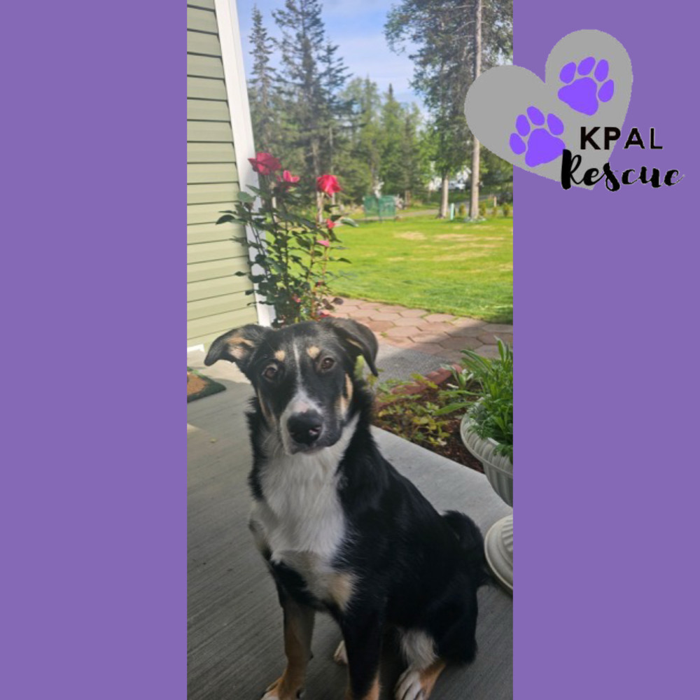 Trumpet - Brass Litter, an adoptable Alaskan Malamute, Labrador Retriever in Kenai, AK, 99611 | Photo Image 1