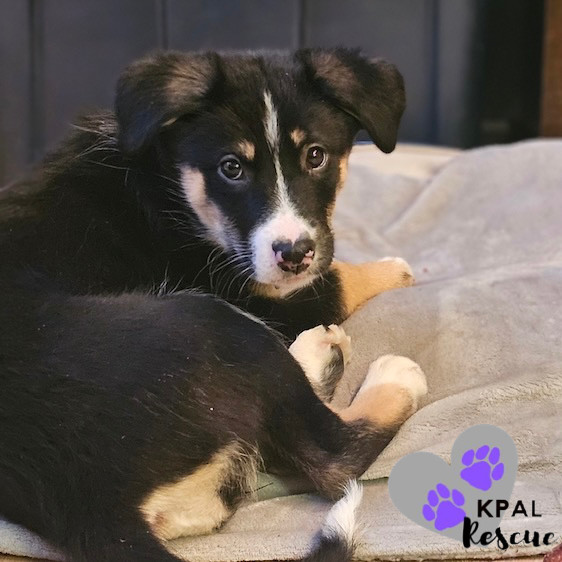 Trumpet - Brass Litter, an adoptable Alaskan Malamute, Labrador Retriever in Kenai, AK, 99611 | Photo Image 2