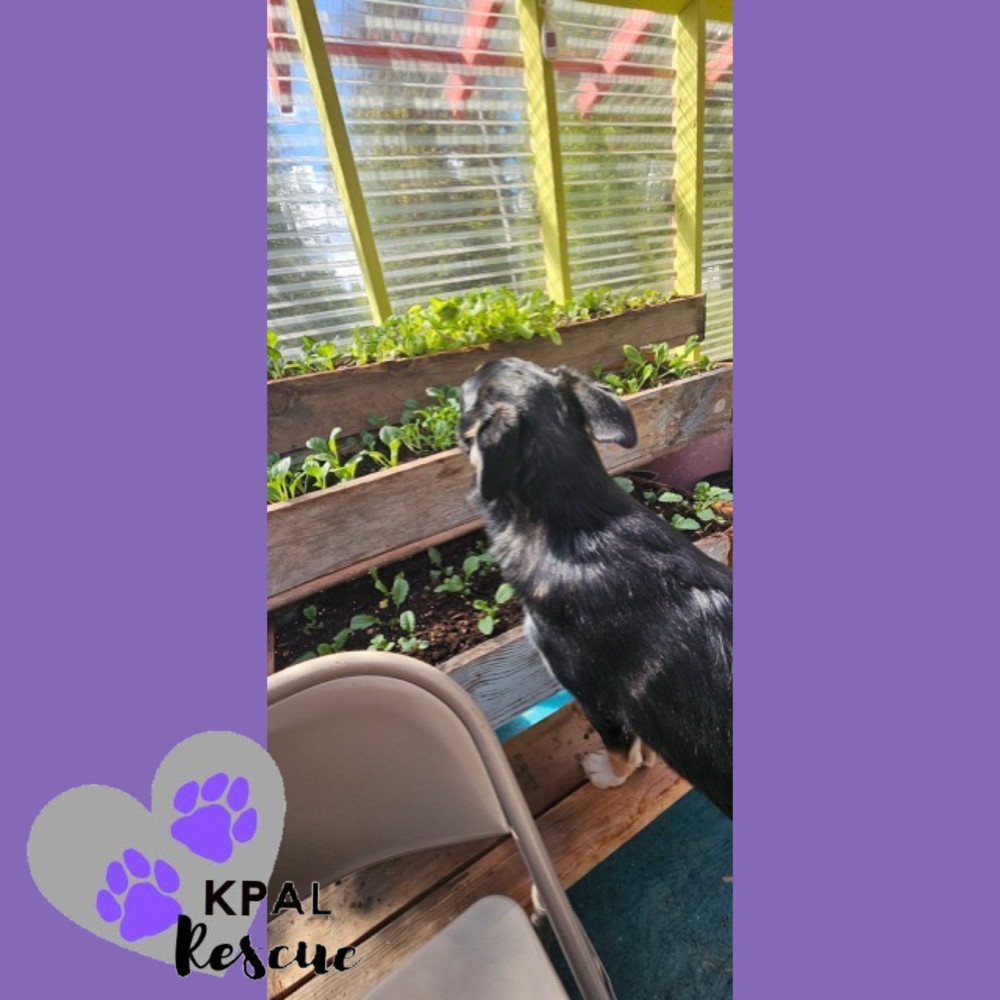 Trumpet - Brass Litter, an adoptable Alaskan Malamute, Labrador Retriever in Kenai, AK, 99611 | Photo Image 2