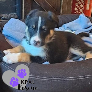 Trumpet - Brass Litter, an adoptable Alaskan Malamute, Labrador Retriever in Kenai, AK, 99611 | Photo Image 3