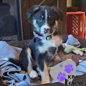 Trumpet - Brass Litter, an adoptable Alaskan Malamute, Labrador Retriever in Kenai, AK, 99611 | Photo Image 4