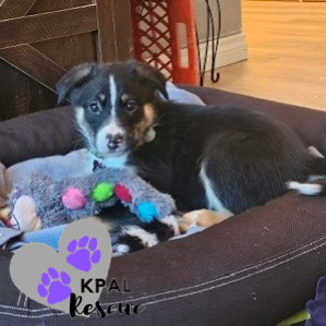 Trumpet - Brass Litter, an adoptable Alaskan Malamute, Labrador Retriever in Kenai, AK, 99611 | Photo Image 5