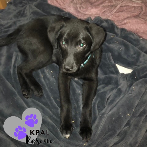 Clarinet - Woodwinds Litter, an adoptable Husky, Shepherd in Kenai, AK, 99611 | Photo Image 1