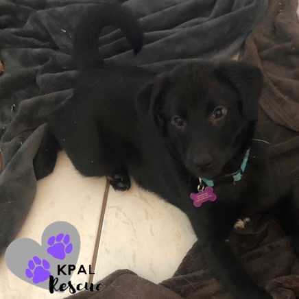 Clarinet - Woodwinds Litter, an adoptable Husky, Shepherd in Kenai, AK, 99611 | Photo Image 2