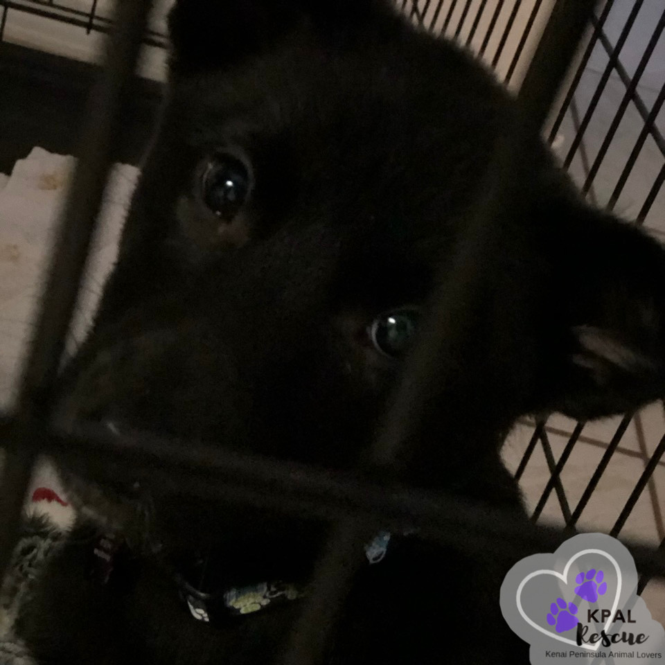 Clarinet - Woodwinds Litter, an adoptable Husky, Shepherd in Kenai, AK, 99611 | Photo Image 4