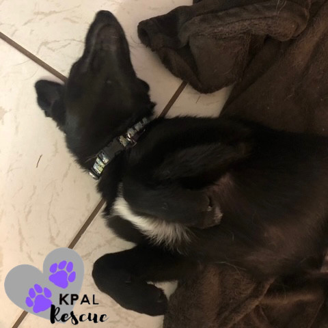Clarinet - Woodwinds Litter, an adoptable Husky, Shepherd in Kenai, AK, 99611 | Photo Image 4