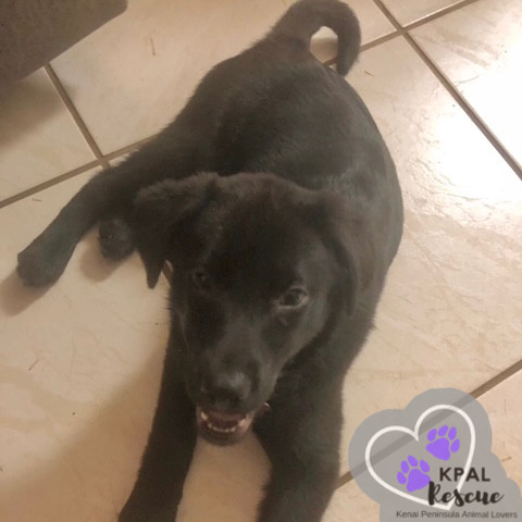 Clarinet - Woodwinds Litter, an adoptable Husky, Shepherd in Kenai, AK, 99611 | Photo Image 5