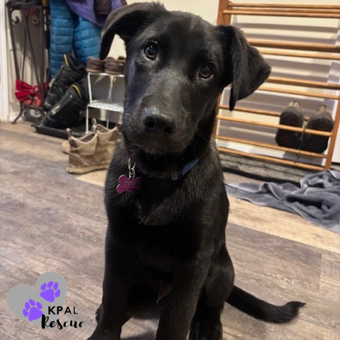 Bassoon - Woodwinds Litter, an adoptable Husky, Shepherd in Kenai, AK, 99611 | Photo Image 2