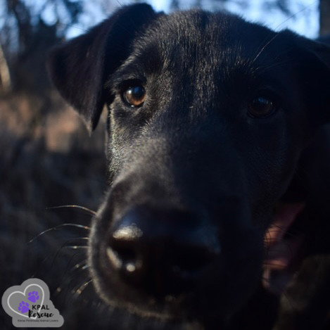 Bassoon - Woodwinds Litter, an adoptable Husky, Shepherd in Kenai, AK, 99611 | Photo Image 5