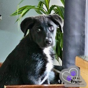 Trombone - Brass Litter, an adoptable Alaskan Malamute, Labrador Retriever in Kenai, AK, 99611 | Photo Image 1
